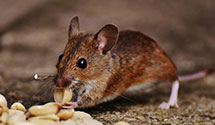 24 Hour & Emergency Exterminators in Bareville, PA